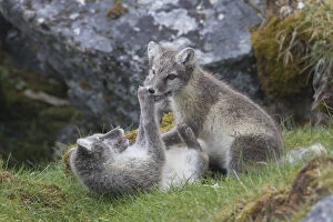 Alopex Lagopus Gallery: Arctic Fox, - young cubs playing - Svalbard, Norway