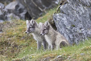 Carnivora Gallery: Arctic Fox, - young cubs in summer - Svalbard, Norway