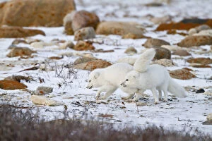 Alopex Gallery: Arctic Foxes (Alopex lagopus) Churchill