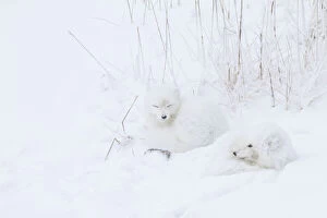 Two Arctic Foxes (Alopex lagopus) in snow