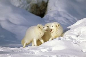 Alopex Gallery: Arctic Foxes - pair together during mating season