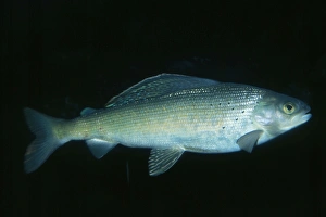 Images Dated 22nd May 2006: Arctic Grayling Hudson Bay to Alaska