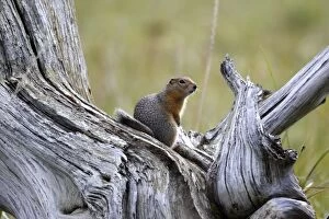 Images Dated 28th August 2008: Arctic Ground Squirrel