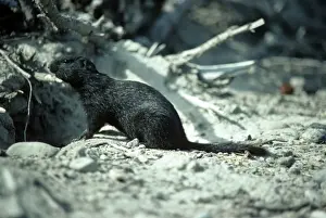 Arctic Ground Squirrel