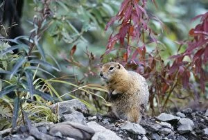 Images Dated 10th January 2006: Arctic Ground Squirrel Alaska