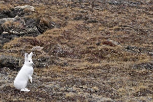 Trip Gallery: Arctic hare (Lepus articus) Franz Joseph