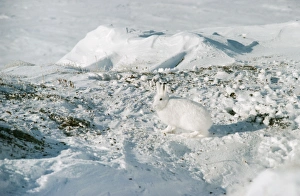 Camouflage Feature Collection: Arctic Hare North Canada