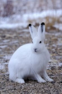 Arctic Hare sitting in arctic tundra