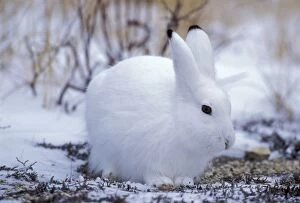3 Gallery: Arctic Hare sitting in tundra, in snow