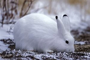 Arctic Hare in tundra, eating