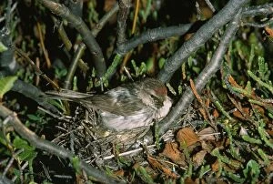 Images Dated 9th August 2010: Arctic / Hoary Redpoll - female at nest