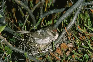 Arctic / Hoary Redpoll - female at nest