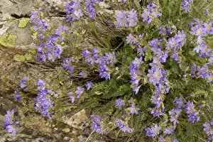Siberia Prints: An arctic Jacob's Ladder (Polemonium boreale) Siberia and Canada