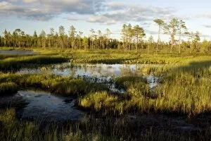 Arctic landscape - bog, lake and coniferous woodland near Muddus National Park