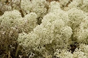 Images Dated 23rd May 2006: Arctic lichen