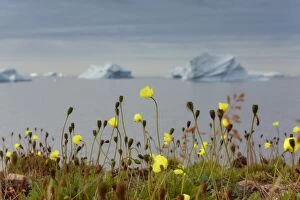 Arctic Poppy along the coast with icebergs