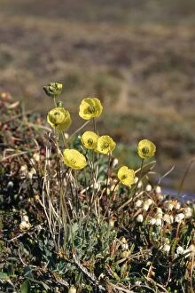 Images Dated 8th November 2007: Arctic Poppy Greenland