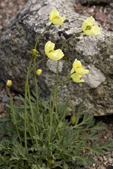 Images Dated 16th May 2006: An arctic poppy (Papaver lapponicum ssp. kvaenangense) - North Norway endemic