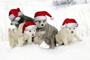 Arctic / Siberian Husky - litter of four puppies