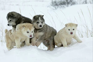 Fluffy Collection: Arctic / Siberian Husky - litter of four puppies in snow. Churchill. Manitoba. Canada