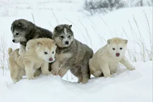 Arctic / Siberian Husky - litter of four puppies in snow