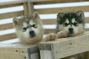 Arctic / Siberian Husky - puppies in wooden pen Churchill. Manitoba. Canada
