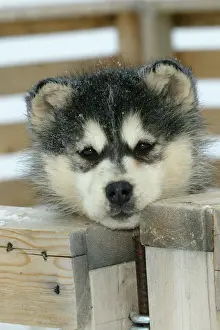 Arctic Husky Prints: Arctic / Siberian Husky - puppy, close-up of face Churchill. Manitoba. Canada