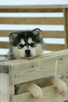 Arctic / Siberian Husky - puppy in wooden pen Churchill, Manitoba. Canada