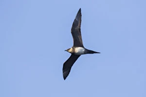 Bird Of Prey Gallery: Arctic Skua - adult bird in flight - Norway