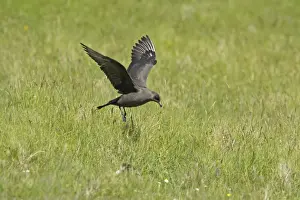 Skuas Prints: Arctic Skua (Dark Phase) - Coming in to Land Mousa Island, Shetland, UK BI009935