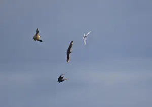 Arctic Skua- In flight parasitising- Arctic Terns [Sterna paradisaea]- June-Varranger Fjord - Arctic Norway
