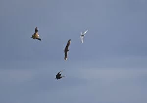 Images Dated 9th July 2007: Arctic Skua - In flight parasitising / trying to seal food from Arctic Terns (Sterna paradisaea)