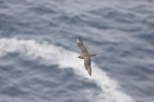 Arctic Skua - in flight over sea