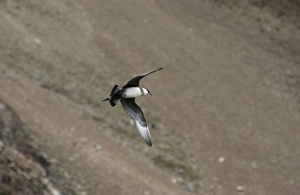 Images Dated 23rd July 2003: Arctic Skua In flight Spitzbergen