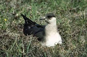 Images Dated 3rd June 2010: Arctic Skua - on nest