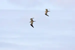 Skuas Prints: Arctic Skua - Pair in flight Fetlar Island, Shetland, UK BI009929