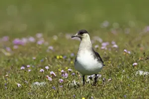 Arctic Skua (Pale Phase) - On Breeding Grounds Mousa Island, Shetland, UK BI009887