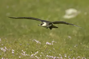 Skuas Prints: Arctic Skua (Pale Phase) - In Flight Mousa Island, Shetland, UK BI009955