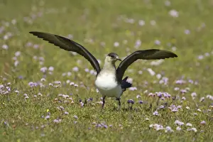 Skuas Prints: Arctic Skua (Pale Phase) Mousa Island, Shetland, UK BI009976