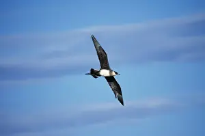 Skua Prints: Arctic Skua / Parasitic Jaeger Intrem. morph, Seward Peninsula, Alaska