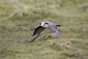 Images Dated 22nd June 2013: Arctic Skua / Parasitic Jaeger - Light Phase - in flight