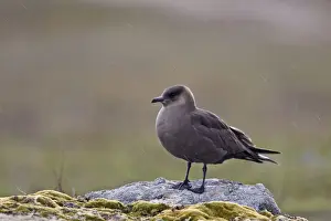 Skuas Prints: Arctic Skua -Standing on the arctic tundra in sleet- June-Varranger-Arctic-Norway