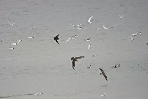 Arctic Skuas and Arctic Terns - (Sterna paradisaea) in flight over the sea
