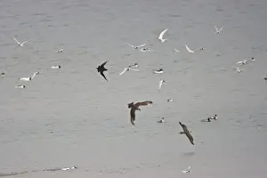 Skuas Prints: Arctic Skua's and Arctic Terns - [Sterna paradisaea] iun flight over the sea - June- Varanger Fjord- Arctic Noway