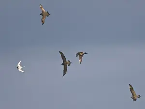 Arctic Skua's - In flight parasitising - Arctic Tern [Sterna paradisaea] - June - Varranger Fjord - Arctic Norway