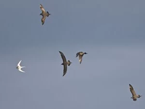 Images Dated 9th July 2007: Arctic Skuas - In flight parasitising / trying to seal food from Arctic Tern (Sterna paradisaea)