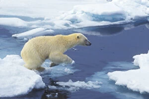 Beginning Gallery: Arctic; Svalbard; Polar Bear beginning leap