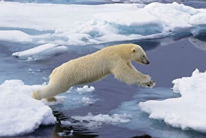 Arctic, Svalbard, Polar Bear extending