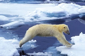 Arctic, Svalbard, Polar Bear hovering with