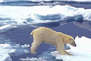 Arctic, Svalbard, Polar Bear front paws